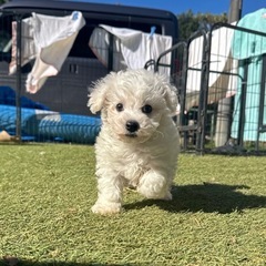 【飼い主様決まりました】ビションフリーゼの男の子🤍🤍