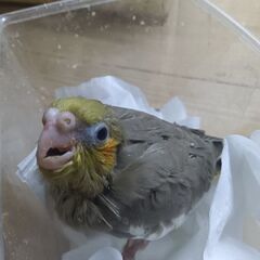 オカメインコ　シナモン