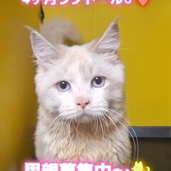 里親募集中！生後４か月ラグドール♂(⋈◍＞◡＜◍)。✧♡