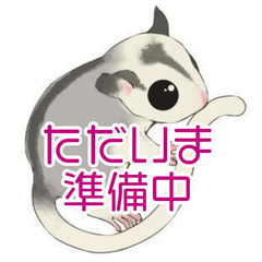 フクロモモンガ（プラチナモザイクホワイトフェイス）男の子を10,...