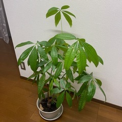 【無料】巨大パキラ