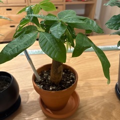 観葉植物　パキラ