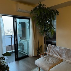 観葉植物(フィカス・ベンガレンシス)の画像