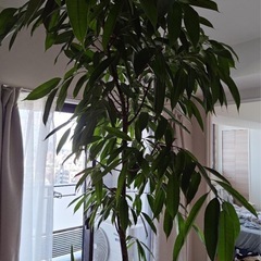 観葉植物(フィカス・ベンガレンシス)