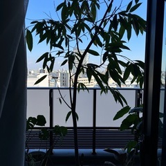 観葉植物(フィカス・ベンガレンシス)の画像