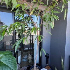 観葉植物(フィカス・ベンガレンシス)の画像