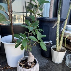 観葉植物　ガジュマルの木