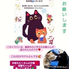 🧡すみちゃん里親様決定🧡 - 里親募集