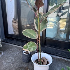 観葉植物　ゴムの木(フィカス・ティネケ)