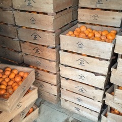 みかん　入れ替え作業　積込み　農業　　採用人数1人の画像