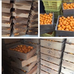 みかん　入れ替え作業　積込み　農業　　採用人数1人の画像