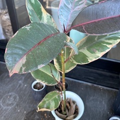 観葉植物　ゴムの木(フィカス・ティネケ)の画像