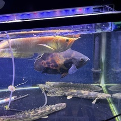 熱帯魚