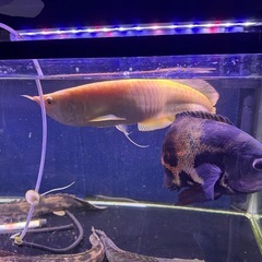 熱帯魚の画像
