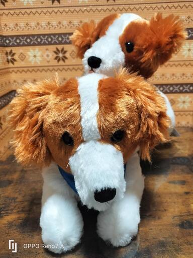 新品　2種コーイケルホンディエのおでこちゃん