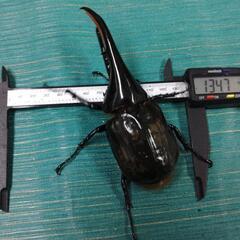 ヘラクレスオオカブト　♂単品　 未使用未後食の画像