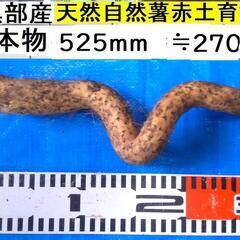 すぐにお渡しできます♪黒部産・超粘り！赤土粘土の典型的天然自然薯...