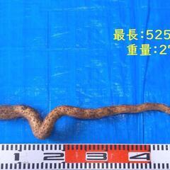 すぐにお渡しできます♪黒部産・超粘り！赤土粘土の典型的天然自然薯１本物≒270gの画像