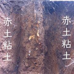 すぐにお渡しできます♪黒部産・超粘り！赤土粘土の典型的天然自然薯１本物≒270gの画像