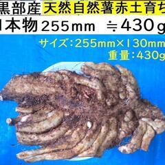 すぐにお渡しできます♪黒部産・超粘り！赤土粘土の典型的天然自然薯...