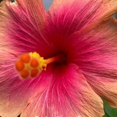 🔰ガーデニング🌺ハイビスカス🌺 - 中頭郡
