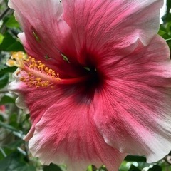 🔰ガーデニング🌺ハイビスカス🌺 - 友達