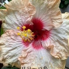 🔰ガーデニング🌺ハイビスカス🌺 - メンバー募集