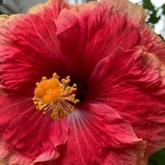 🔰ガーデニング🌺ハイビスカス🌺 − 沖縄県