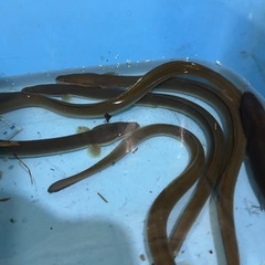 ウナギ40〜60センチ　10匹の画像