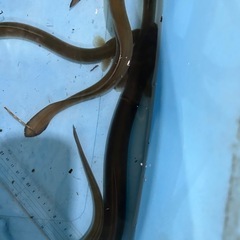 ウナギ40〜60センチ　10匹の画像