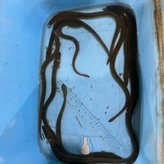 ウナギ40〜60センチ　10匹の画像
