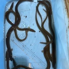 ウナギ40〜60センチ　10匹の画像