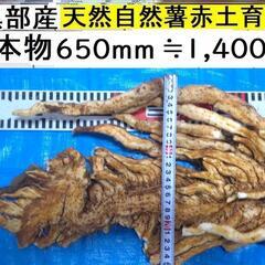 すぐにお渡しできます♪黒部産・超粘り！赤土粘土の天然自然薯特上(...