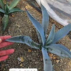 アガベ　アブルプタ　1鉢　⭕アメリカーナの青白いキレイな色　5枚目の写真が親株ですの画像