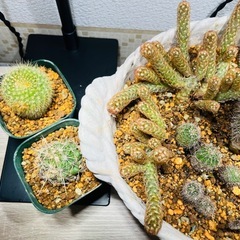 【大特価！★先着1名早い者勝ち】レアサボテンのバラエティセット⑩の画像