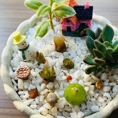 令和クリスマス★新提案★】多肉盆栽(宝石鉢-クリスマスver.-)サイズ小A③の画像