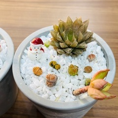 令和クリスマス★新提案★】多肉盆栽(宝石鉢-クリスマスver.-)サイズ小B③の画像