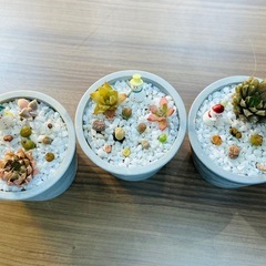 令和クリスマス★新提案★】多肉盆栽(宝石鉢-クリスマスver.-)サイズ小B③の画像