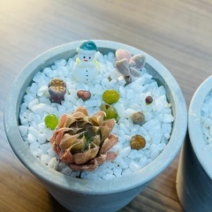 令和クリスマス★新提案★】多肉盆栽(宝石鉢-クリスマスver.-)サイズ小B③の画像