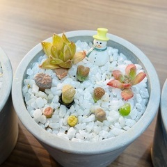 令和クリスマス★新提案★】多肉盆栽(宝石鉢-クリスマスver.-)サイズ小B③の画像