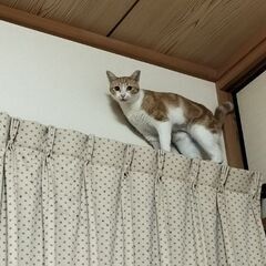 猫が失踪しました→帰宅しました