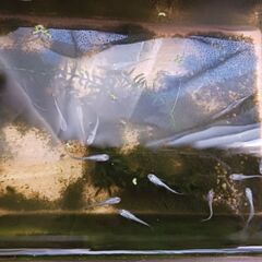 黒メダカ5匹①の画像