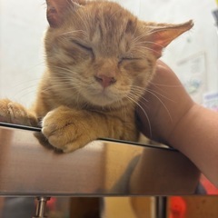 茶トラのおっとりちゃん！避妊済み