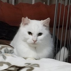 ゴージャスな美猫 手術済み