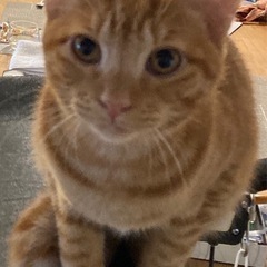 茶目っ気たっぷりの甘えん坊、ららちゃん