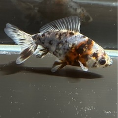 弥富産　キャリコ和金　当歳　約12㎝