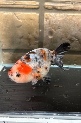 志村養魚場産　五色江戸錦　2歳　約13㎝
