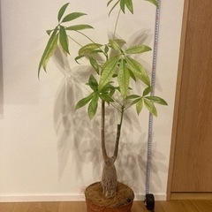 観葉植物 パキラ
