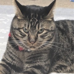 探し猫