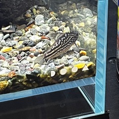 コリドラスナポエンシス3匹(熱帯魚水槽)の画像